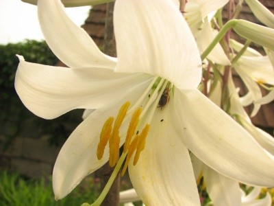 Lilium - Lilija Avtor: magnolija
rastline.mojforum.si