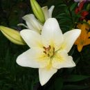 Lilium - Lilija Avtor: vrtnarka rastline.mojforum.si