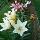 Lilium - Lilija Avtor: vrtnarka rastline.mojforum.si