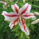 Lilium - Lilija Avtor: Gretka* rastline.mojforum.si