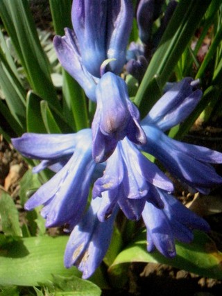 Hyacinthus - Hijacinta
Avtor: katrinca
rastline.mojforum.si