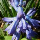 Hyacinthus - Hijacinta
Avtor: katrinca
rastline.mojforum.si