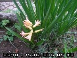 Hyacinthus - Hijacinta
Avtor: romana
rastline.mojforum.si