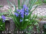 Hyacinthus - Hijacinta
Avtor: romana
rastline.mojforum.si