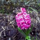 Hyacinthus - Hijacinta
Avtor: babaco
rastline.mojforum.si