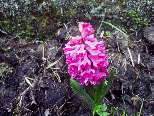 Hyacinthus - Hijacinta
Avtor: babaco
rastline.mojforum.si