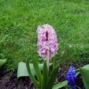 Hyacinthus - Hijacinta
Avtor: babaco
rastline.mojforum.si