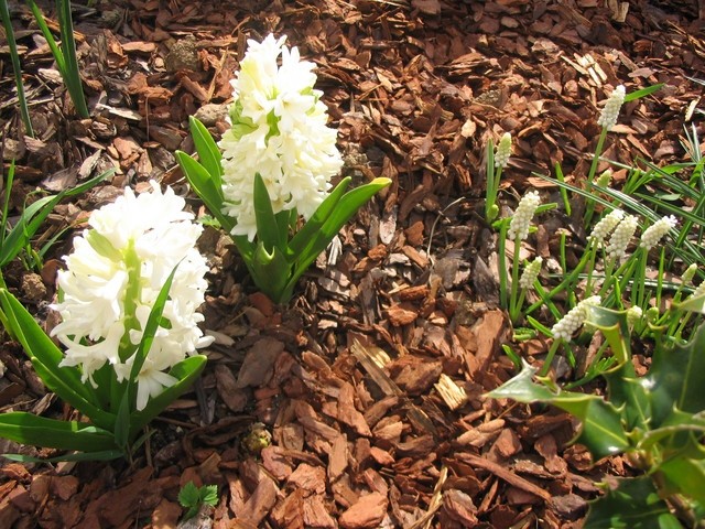 Hyacinthus - Hijacinta
Avtor: Gretka*
rastline.mojforum.si