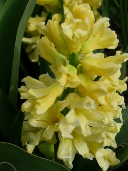 Hyacinthus - Hijacinta
Avtor: Gretka*
rastline.mojforum.si