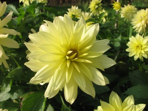 Dahlia – dalija, regina, reginka, georgina
Avtor: magnolija
rastline.mojforum.si