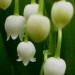 Convallaria - Šmarnica
Avtor: katrinca
rastline.mojforum.si