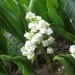 Convallaria - Šmarnica
Avtor: magnolija
rastline.mojforum.si