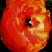 Ranunculus - Zlatica, ranunkola