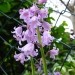  Hyacinthoides = Hijacintovka
Avtor: muha
rastline.mojforum.si