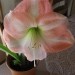 Amaryllis - Amarilis, Beladona