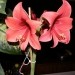 Amaryllis - Amarilis, beladona
Avtor: nsns
rastline.mojforum.si