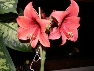 Amaryllis - Amarilis, beladona
Avtor: nsns
rastline.mojforum.si