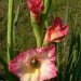 Gladiolus - meček, gladiola
Avtor: vrtnarka
rastline.mojforum.si