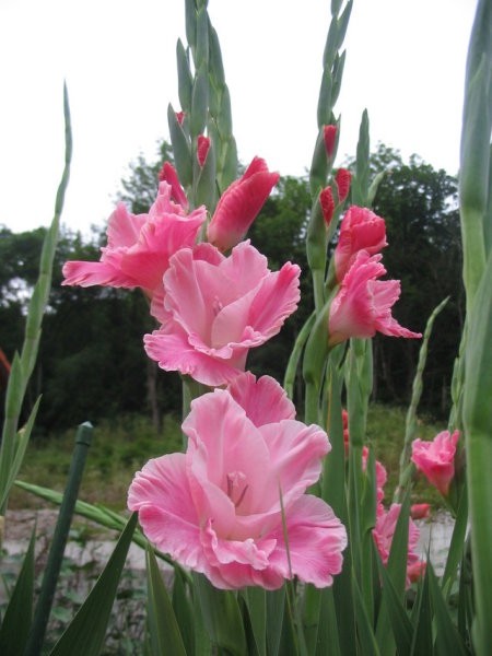 Gladiolus - meček, gladiola
Avtor: Gretka*
rastline.mojforum.si