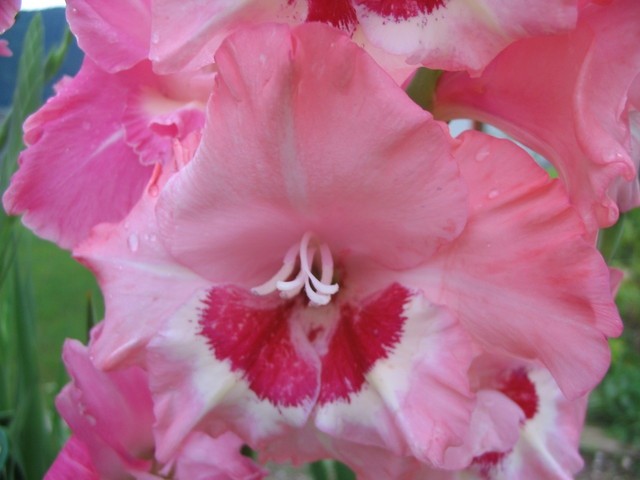 Gladiolus - meček, gladiola
Avtor: Gretka*
rastline.mojforum.si