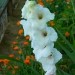 Gladiolus - meček, gladiola Avtor: vrtnarka rastline.mojforum.si