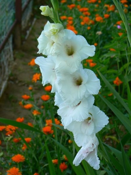 Gladiolus - meček, gladiola Avtor: vrtnarka rastline.mojforum.si