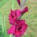 Gladiolus - meček, gladiola Avtor: vrtnarka rastline.mojforum.si