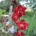 Gladiolus - meček, gladiola Avtor: linda  rastline.mojforum.si