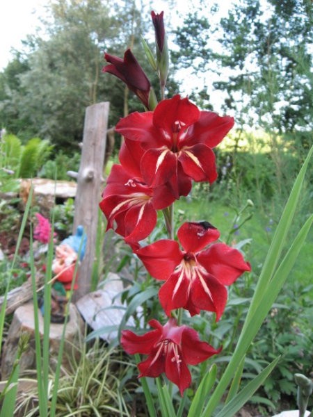 Gladiolus - meček, gladiola Avtor: linda  rastline.mojforum.si