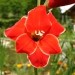 Gladiolus - meček, gladiola Avtor: linda  rastline.mojforum.si