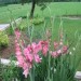 Gladiolus - meček, gladiola Avtor: Gretka* rastline.mojforum.si