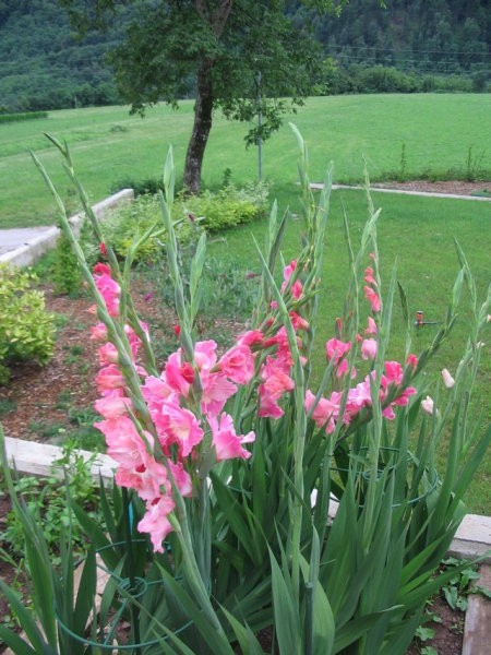 Gladiolus - meček, gladiola Avtor: Gretka* rastline.mojforum.si
