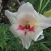 Gladiolus - meček, gladiola Avtor: linda  rastline.mojforum.si