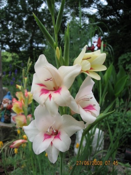 Gladiolus - meček, gladiola Avtor: linda rastline.mojforum.si