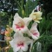 Gladiolus - meček, gladiola Avtor: linda rastline.mojforum.si