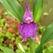 Roscoea auriculata-Ingwer orhideja