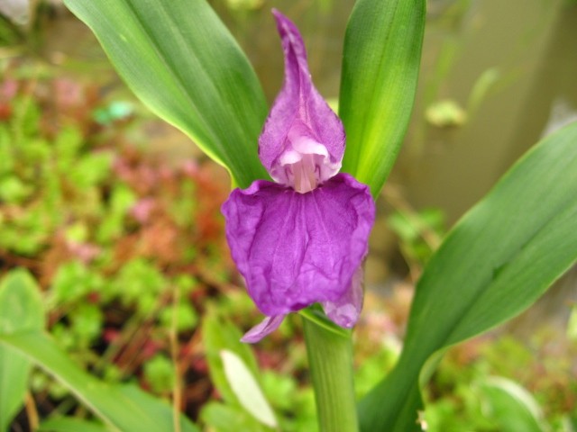 Roscoea auriculata-Ingwer orhideja
Avtor: linda
rastline.mojforum.si