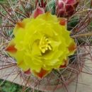 Echinocactus ( Echinocactus, Ferocactus, Homa