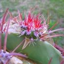 Ferocactus stainesii var. Pilosus 
Avtor: primozc
rastline.mojforum.si