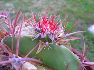 Ferocactus stainesii var. Pilosus 
Avtor: primozc
rastline.mojforum.si