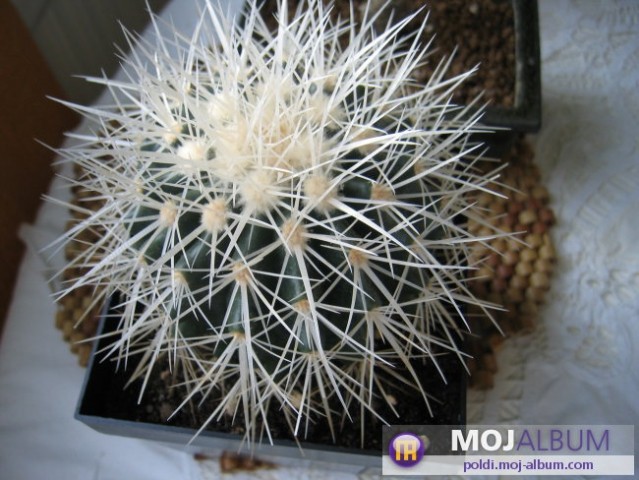 Echinocactus grusonii alba
Avtor: Leon56
rastline.mojforum.si