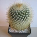 Rezanje kaktusa - Parodia aureispina