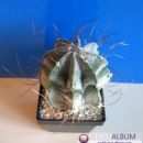 Astrophytum capricorne 
Avtor: Leon56
rastline.mojforum.si