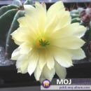 Echinocereus (Echinocereus, Morangaya, Wilcox