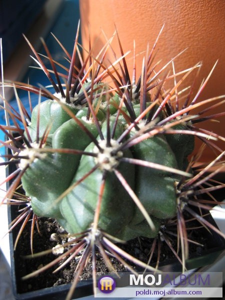 Gymnocalycium achirasense v. chacrasense
Avtor: Leon56
rastline.mojforum.si 