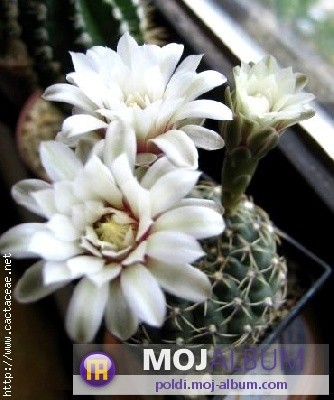 Gymnocalycium knebelii 
Avtor: Leon56
rastline.mojforum.si