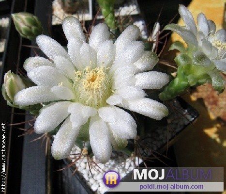 Gymnocalycium schickendantzii 
Avtor: Leon56
rastline.mojforum.si