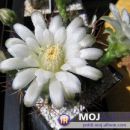 Gymnocalycium schickendantzii 
Avtor: Leon56
rastline.mojforum.si