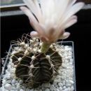 Gymnocalycium mihanovichii
Avtor: Leon56
rastline.mojforum.si 