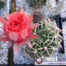 Lobivia pugionacantha ssp. hybrid
Avtor: Leon56
rastline.mojforum.si 